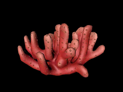 Red Coral Polyps As Aquatic Animals With Branching Structure And Small Surface Pores 3d model