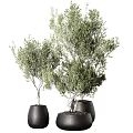 Elegant Bonsai Potted Plants With Lush Green Foliage In Black Ceramic Pots