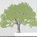 Lush Green Tree With Thick Trunk And Dense Foliage In Natural Environment