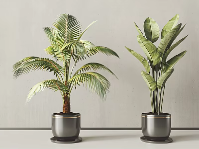Potted Plants With Palm Like And Broad Leaf In Metal Pots Gray Wall Light Floor Background 3d model