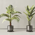 Potted Plants With Palm Like And Broad Leaf In Metal Pots Gray Wall Light Floor Background