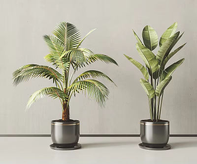 Potted Plants With Palm Like And Broad Leaf In Metal Pots Gray Wall Light Floor Background 3d model