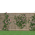 Beautiful Pink Roses Climbing Bamboo Fence With Green Grass And Blue Sky