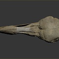 Parrot Skull Hawk Skull Bird Skull Bird Fossil Life Supplies 3d model