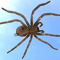 Goliath eating bird spider insect animal creature 3d model