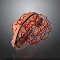 3D Anatomical Brain Model With Red Vascular Structure On Dark Background