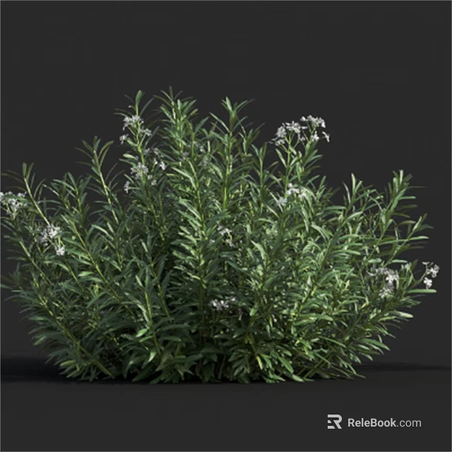 Lush Green Shrub With Small White Flowers And Dense Foliage 3d model 