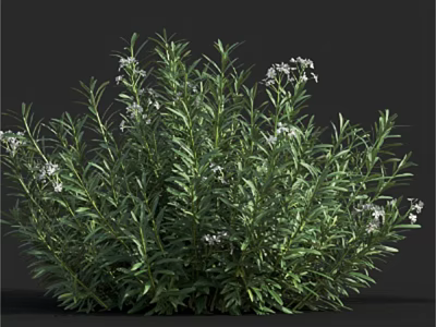 Lush Green Shrub With Small White Flowers And Dense Foliage 3d model