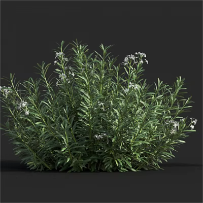 Lush Green Shrub With Small White Flowers And Dense Foliage 3d model