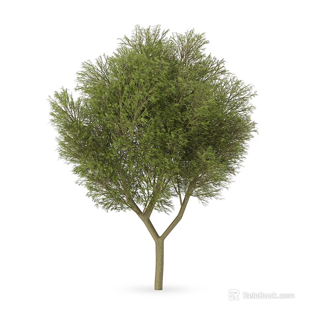 Arbor Tree with Lush Green Foliage Sturdy Trunk and Branching Canopy in Garden 3d model 