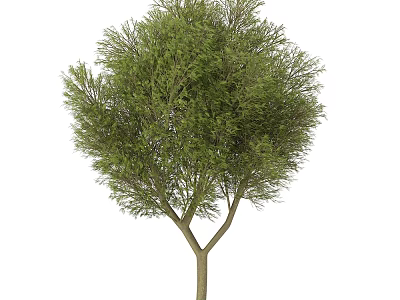 Arbor Tree with Lush Green Foliage Sturdy Trunk and Branching Canopy in Garden 3d model
