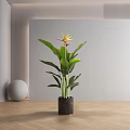 Large Green Leaves Yellow Flower Bird of Paradise Potted Plant In Modern Minimalist Indoor Space