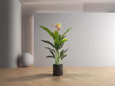 Large Green Leaves Yellow Flower Bird of Paradise Potted Plant In Modern Minimalist Indoor Space 3d model