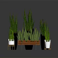 Snake Plant Varieties in Different Size Pots with White Black and Wooden Tray