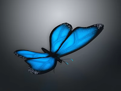 Vibrant Blue Butterfly With Black Edged Wings On Gradient Gray Background 3d model