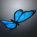 Vibrant Blue Butterfly With Black Edged Wings On Gradient Gray Background
