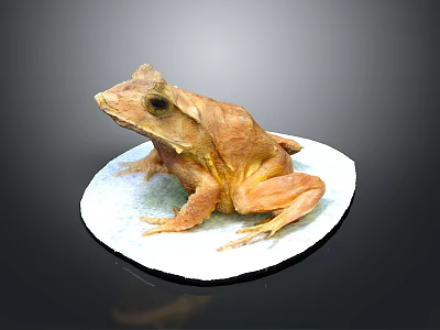 Brown Frog Sitting on White Circular Platform Against Dark Background 3d model