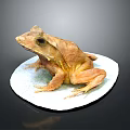 Brown Frog Sitting on White Circular Platform Against Dark Background