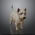 3D Rendered West Highland White Terrier With White Fur And Erect Ears On Dark Background