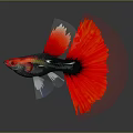 Vibrant Red Tailed Tropical Fish With Black Silver Body On Gray Background