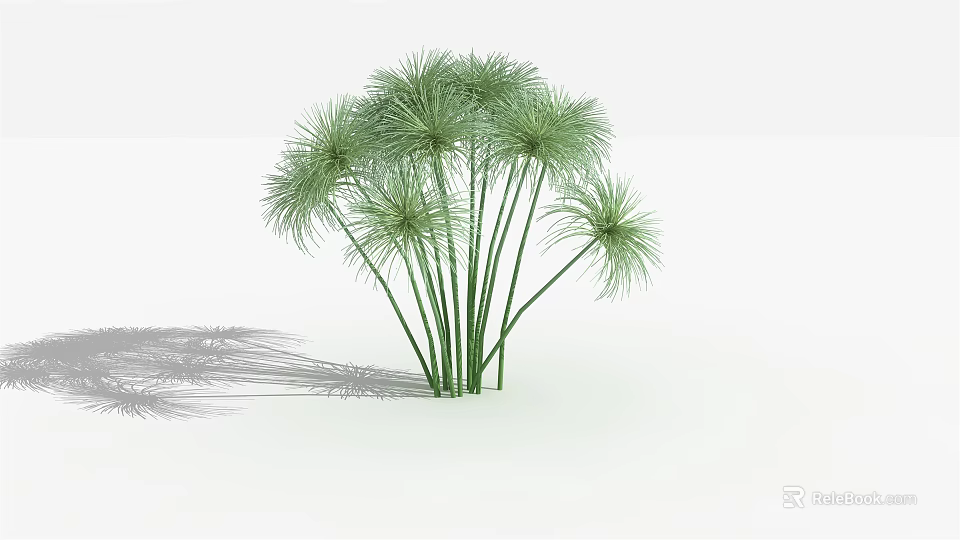 Green Tree With Slender Trunks Feathery Leaves And Shadow In White Background 3d model