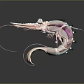 Colorful Shrimp Character With Blue Back White Eyes Long Antennae Pink Black Body And Reflection