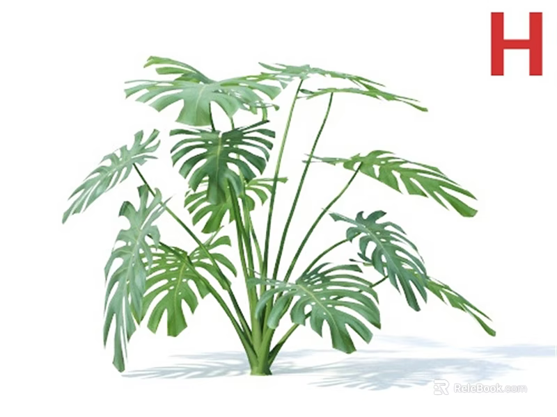 Monstera Potted Plant With Large Green Split Leaves For Indoor Decoration 3d model 