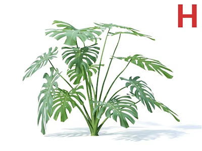Monstera Potted Plant With Large Green Split Leaves For Indoor Decoration 3d model