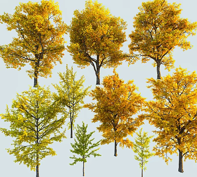 Various Arbor Trees With Yellow And Green Leaves In Autumn Scenery 3d model