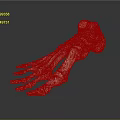 Medical Device Foot Bone Anatomical Model for Educational and Clinical Use
