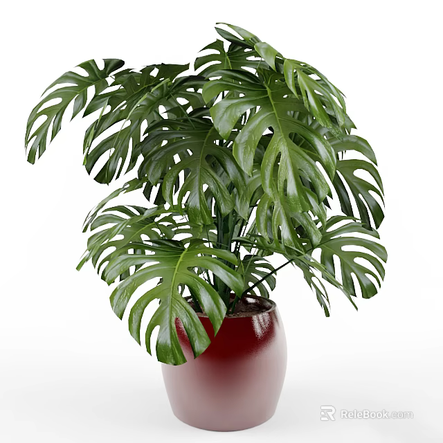 Potted Monstera Plant With Large Green Leaves In Red Ceramic Pot 3d model 