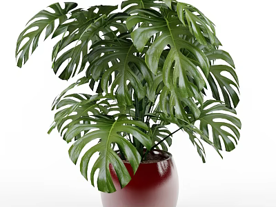 Potted Monstera Plant With Large Green Leaves In Red Ceramic Pot 3d model