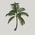 Palm Tree With Tall Trunk And Lush Green Fronds Tropical Look