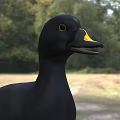 Black Duck As Flying Animal With Yellow Beak Standing On Grassy Ground