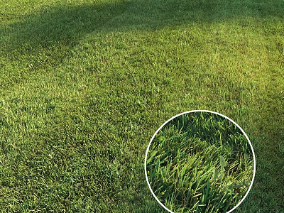 Lush Green Sunlit Grass Lawn With Fresh Detailed Blades And Outdoor View 3d model