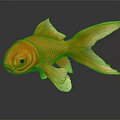 Yellow Aquatic Animal Goldfish with Flowing Tail in Dark Background Showing Reflection