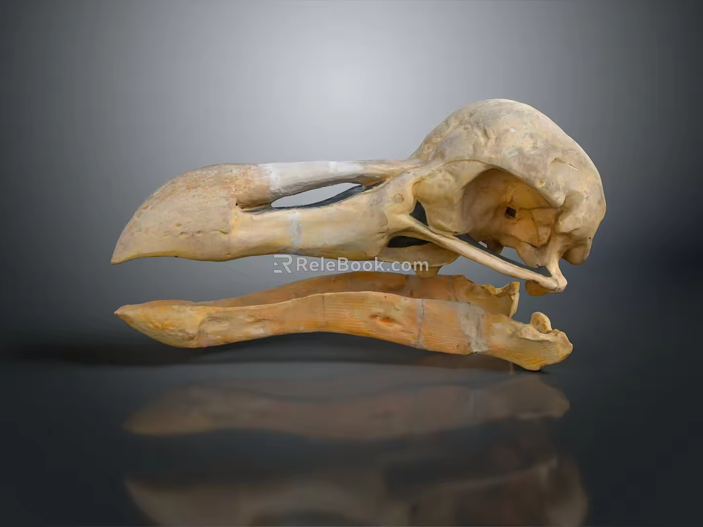 Parrot Skull Hawk Skull Bird Skull Bird Fossil Life Supplies 3d model