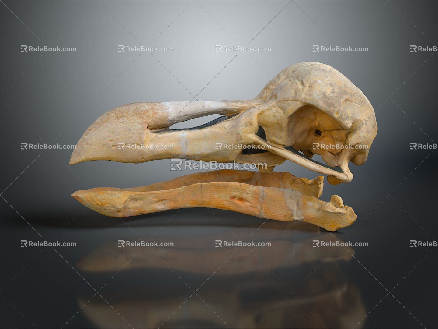 Parrot Skull Hawk Skull Bird Skull Bird Fossil Life Supplies 3d model