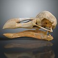 Parrot Skull Hawk Skull Bird Skull Bird Fossil Life Supplies 3d model