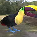 Red-legged Cranes Cranidae Birds 3d model