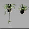 Lush Spider Plants In White Hanging Pots With Long Green Leaves And Small Offshoots