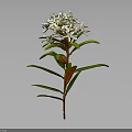 Botanical White Flowering Plant with Green Leaves Red Stem and Natural Features