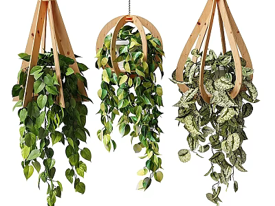 Lush Hanging Indoor Plants With Wooden Frames And Trailing Green Leaves 3d model