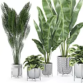 Various Types Of Green Leafy Potted Plants In Decorative Silver And Textured Pots
