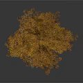 Lush Golden Shrub Like Plant With Dense Foliage And Decorative Structure