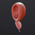 3D Rendered Bladder Anatomical Medical Model for Education and Training Use