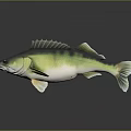 Green And Yellow Fish 3D Model On Dark Background With Reflection Effect