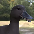 Black Duck With White Spotted Wings And Orange Feet Standing On Grassland