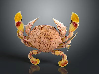 Vibrant Aquatic Crab with Yellow Red Claws and Spotted Body Features 3d model