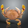 Vibrant Aquatic Crab with Yellow Red Claws and Spotted Body Features